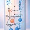 「アルコール→NADH↑→糖新生↓（肝）→低血糖」の1枚図
