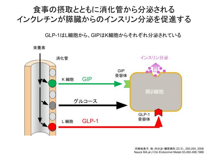 GLP-1とGIP