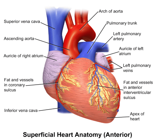 cardiology