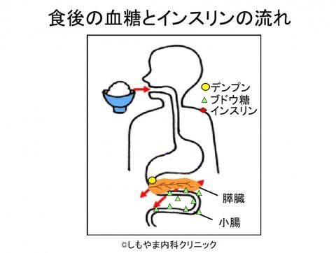 ブドウ糖が小腸から吸収される