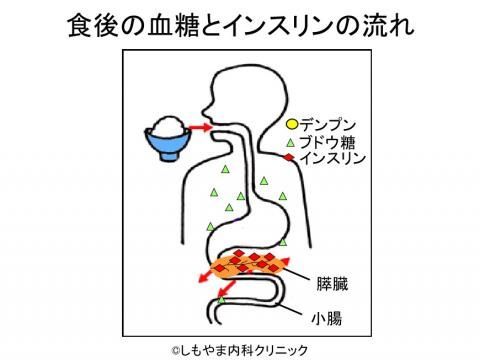 たちまち膵臓からインスリンが分泌される