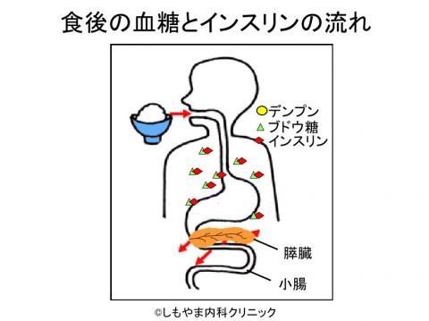 インスリンがブドウ糖を取り込ませる