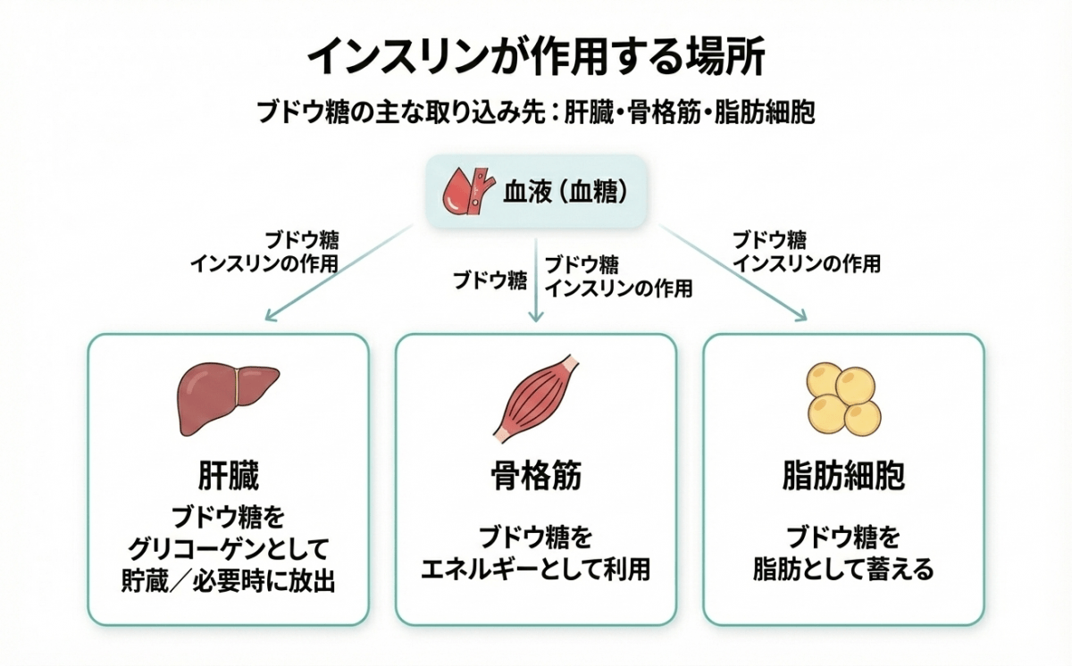 インスリンによりブドウ糖が取り込まれる主な場所(肝臓・骨格筋・脂肪細胞)を示す図