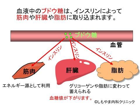 インスリン作用・ブドウ糖の取り込み