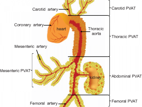 PVATは全身の動脈周囲に存在する