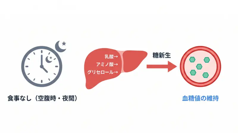 糖新生の全体フロー図