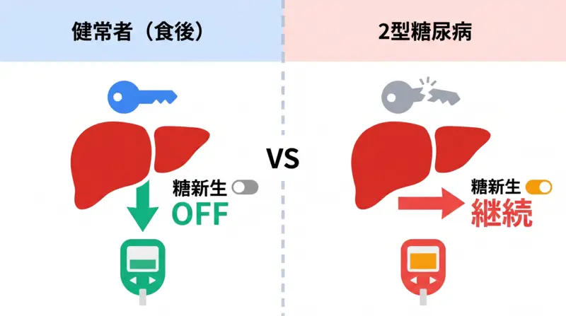 インスリンと肝臓の働き比較図