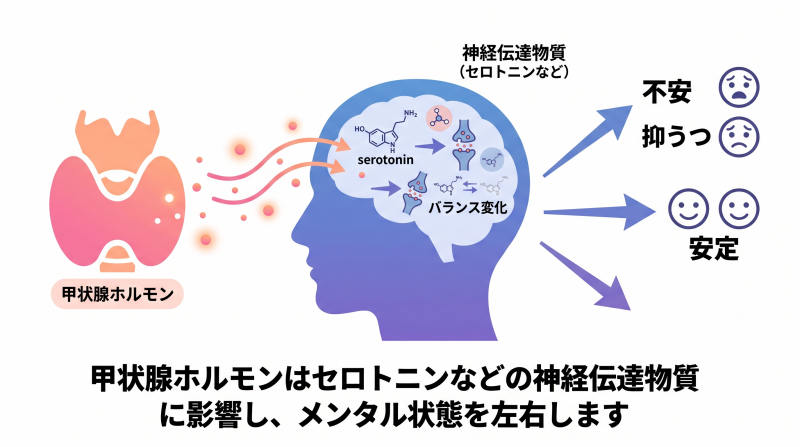 甲状腺ホルモンと脳内伝達物質の関係図