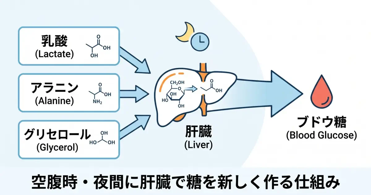 肝臓で乳酸・アラニン・グリセロールからブドウ糖を作る糖新生の仕組みを説明した図。空腹時や夜間に血糖を維持する代謝経路。